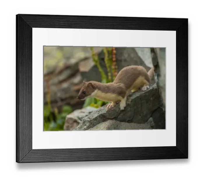 Framed Print : USA, Colorado, San Juan Mountains. Short-tailed weasel in summer fur Framed Print : USA, Colorado, San Juan Mountains. Short-tailed weasel in summer fur