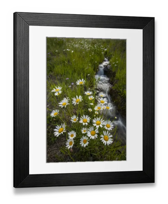 Framed Print : USA, Colorado, San Juan Mountains. Daisies next to stream