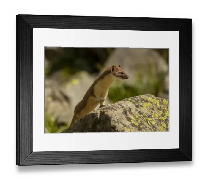 Framed Print : USA, Colorado, San Juan Mountains. Short-tailed weasel in summer fur