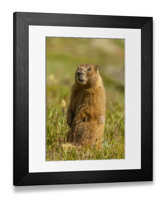 Framed Print : USA, Colorado, San Juan Mountains. Close-up of yellow-bellied marmot standing in grass Framed Print : USA, Colorado, San Juan Mountains. Close-up of yellow-bellied marmot standing in grass