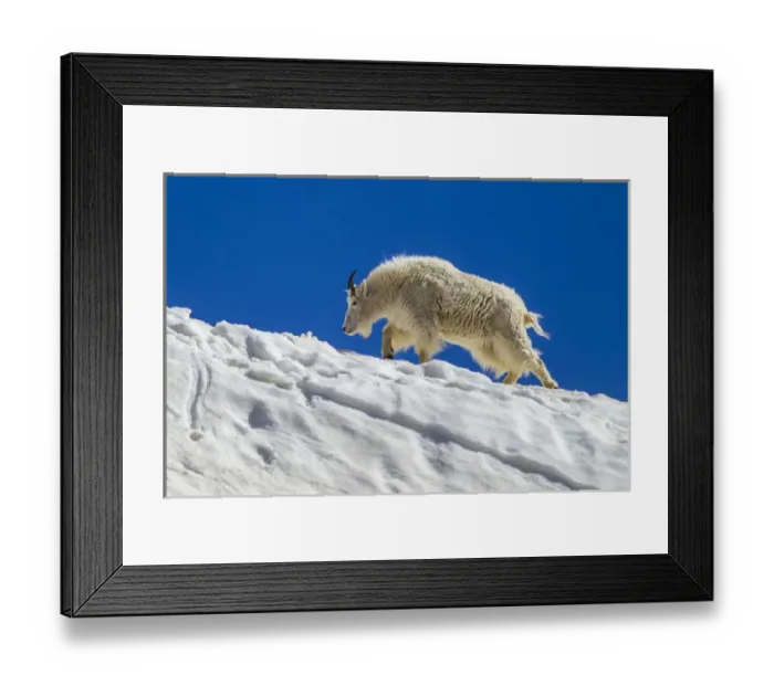 Framed Print : USA, Colorado, Mt. Evans. Mountain goat walks on summer snow Framed Print : USA, Colorado, Mt. Evans. Mountain goat walks on summer snow