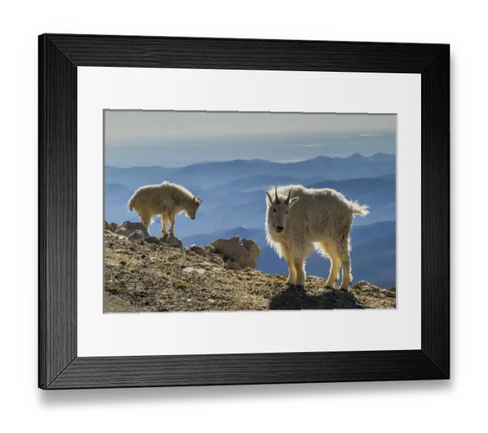 Framed Print : USA, Colorado, Mt. Evans. Mountain goats and scenery Framed Print : USA, Colorado, Mt. Evans. Mountain goats and scenery