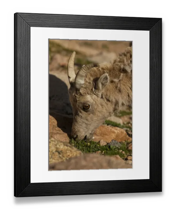 Framed Print : USA, Colorado, Mt. Evans. Close-up of bighorn sheep grazing