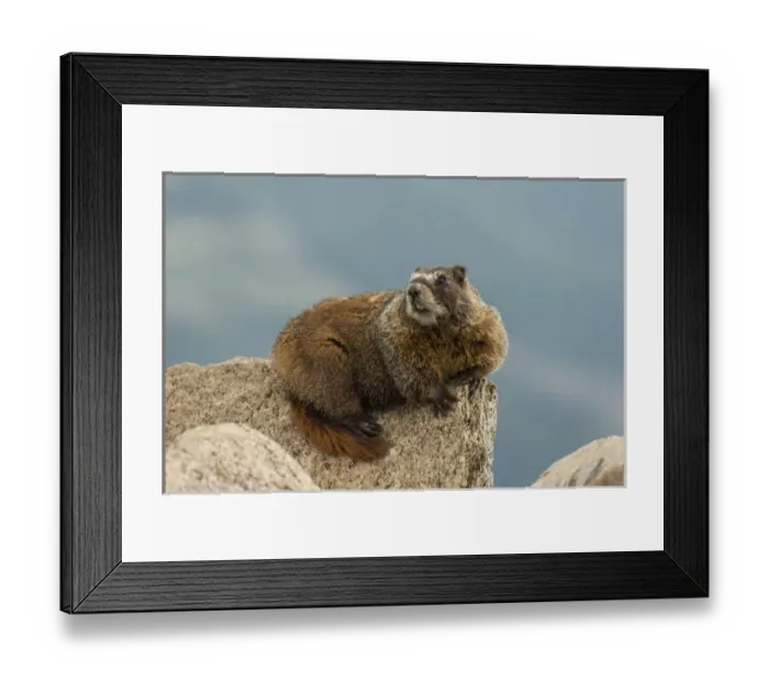 Framed Print : USA, Colorado, San Juan Mountains. Yellow-bellied marmot on rock Framed Print : USA, Colorado, San Juan Mountains. Yellow-bellied marmot on rock