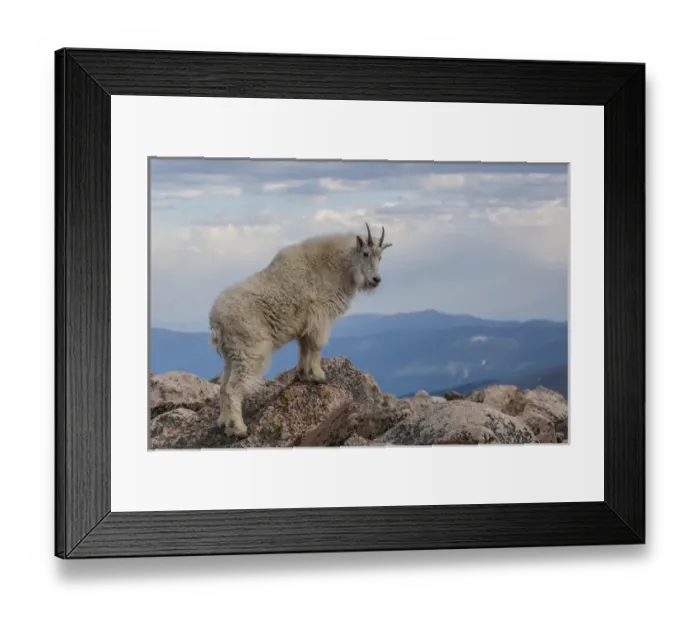 Framed Print : USA, Colorado, Mt. Evans. Mountain goat stands against sky Framed Print : USA, Colorado, Mt. Evans. Mountain goat stands against sky