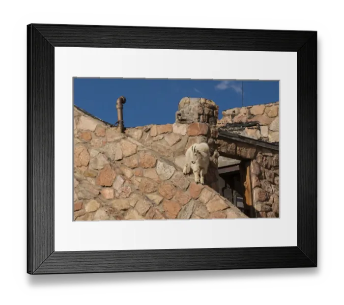 Framed Print : USA, Colorado, Mt. Evans. Mountain goat climbing on abandoned building. Credit as Framed Print : USA, Colorado, Mt. Evans. Mountain goat climbing on abandoned building. Credit as
