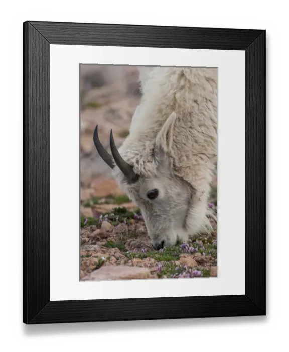Framed Print : USA, Colorado, Mt. Evans. Mountain goat grazing Framed Print : USA, Colorado, Mt. Evans. Mountain goat grazing
