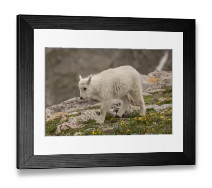 Framed Print : USA, Colorado, Mt. Evans. Close-up of mountain goat kid Framed Print : USA, Colorado, Mt. Evans. Close-up of mountain goat kid