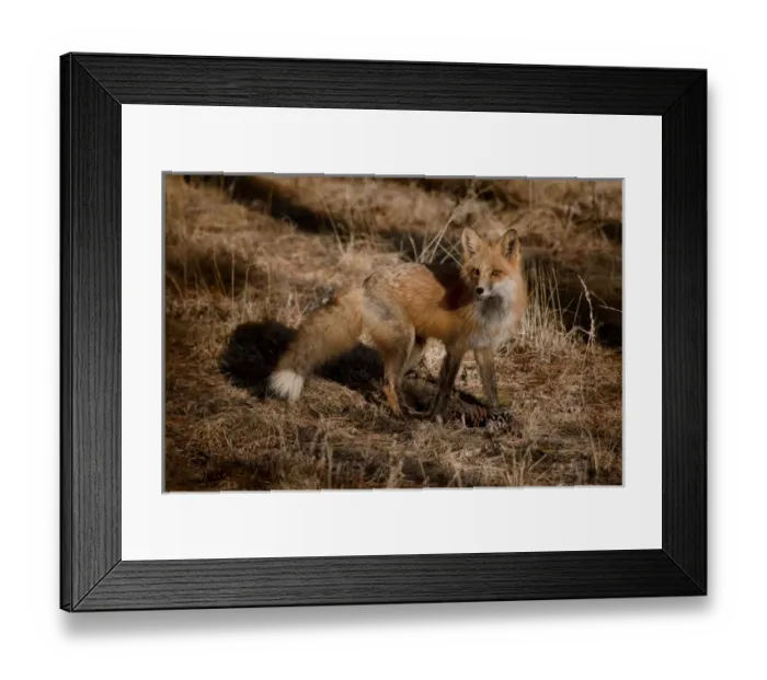 Framed Print : USA, Colorado, Pike National Forest. Close-up of red fox Framed Print : USA, Colorado, Pike National Forest. Close-up of red fox