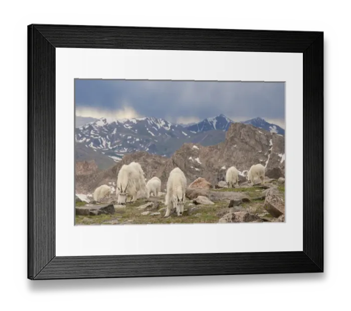 Framed Print : USA, Colorado, Mt. Evans. Mountain goat herd grazing Framed Print : USA, Colorado, Mt. Evans. Mountain goat herd grazing