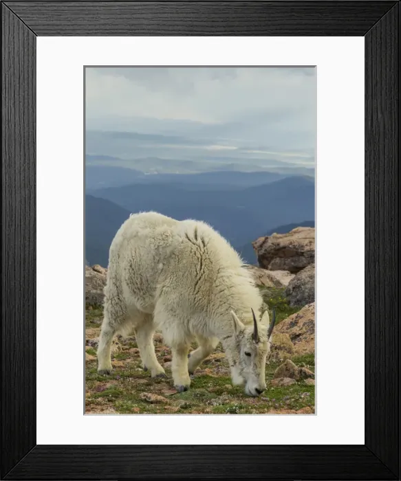 Framed Print : USA, Colorado, Mt. Evans. Mountain goat grazing