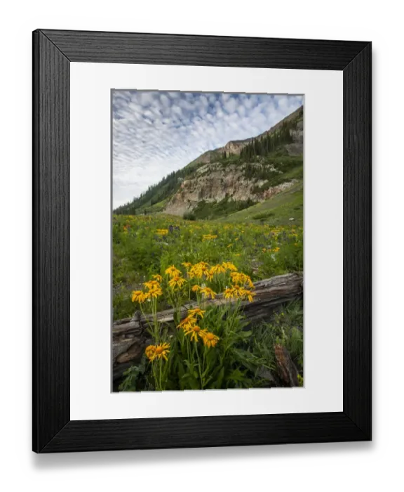 Framed Print : USA, Colorado, Crested Butte. Wildflowers and old log