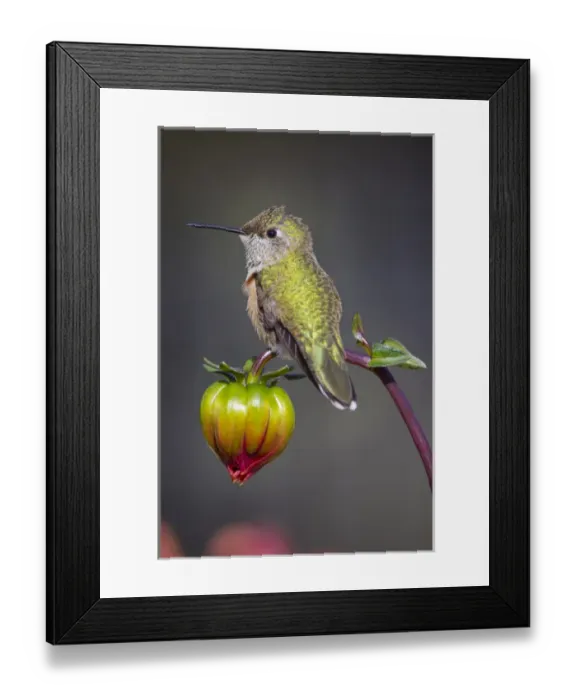 Framed Print : USA, Colorado. Hummingbird rests on flower bud Framed Print : USA, Colorado. Hummingbird rests on flower bud