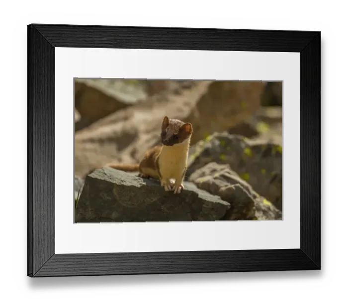 Framed Print : USA, Colorado, San Juan Mountains. Short-tailed weasel in summer fur