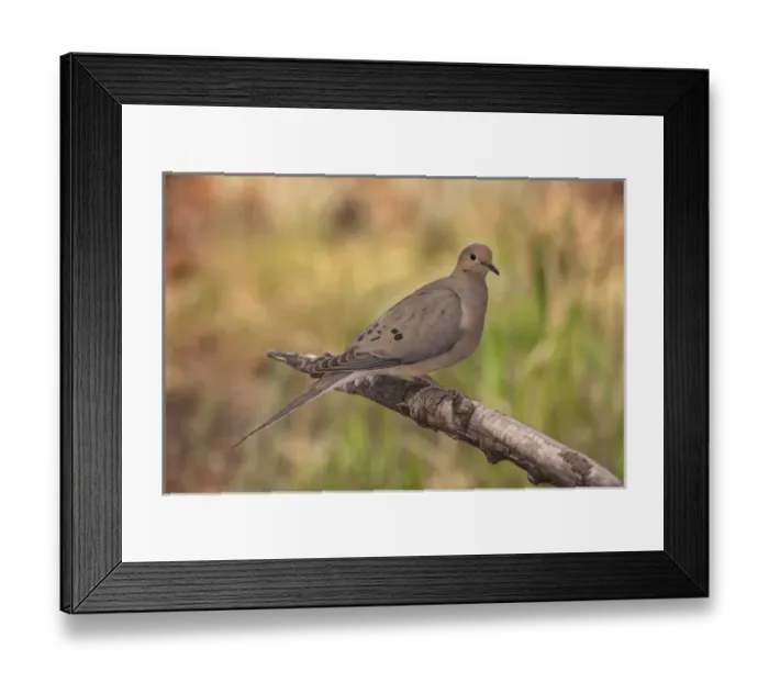 Framed Print : USA, Colorado, Woodland Park. Mourning dove on branch Framed Print : USA, Colorado, Woodland Park. Mourning dove on branch