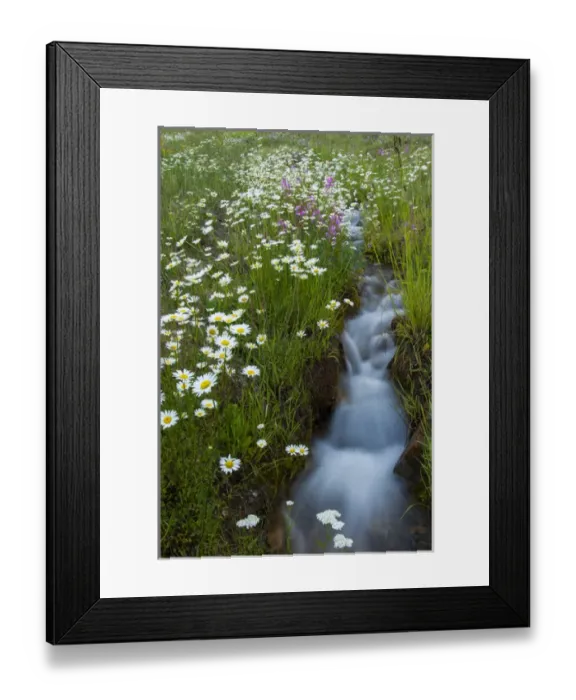 Framed Print : USA, Colorado, San Juan Mountains. Daisies next to stream