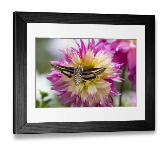 Framed Print : USA, Colorado. White-lined sphinx moth feeds on flower nectar