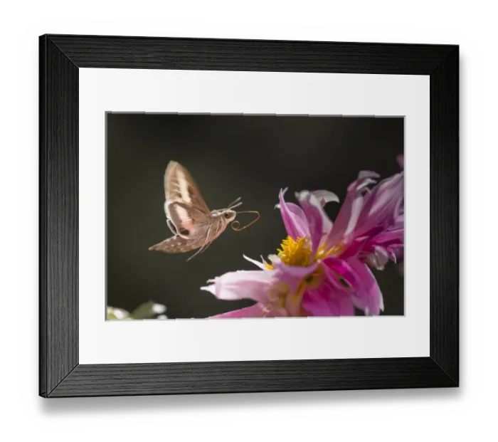 Framed Print : USA, Colorado. White-lined sphinx moth unfolds long tongue to feed Framed Print : USA, Colorado. White-lined sphinx moth unfolds long tongue to feed