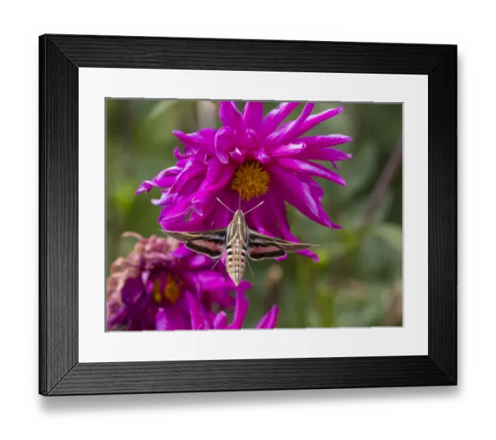 Framed Print : USA, Colorado. White-lined sphinx moth feeds on flower nectar