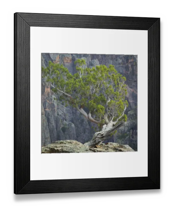 Framed Print : USA, Colorado, Gunnison National Park. Tree on ledge of Black Canyon