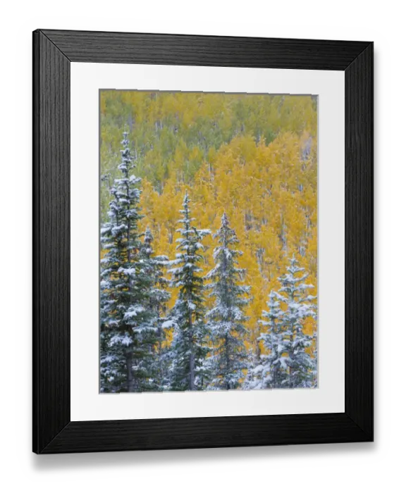 Framed Print : USA, Colorado, Grand Mesa. Early snowfall on forest Framed Print : USA, Colorado, Grand Mesa. Early snowfall on forest