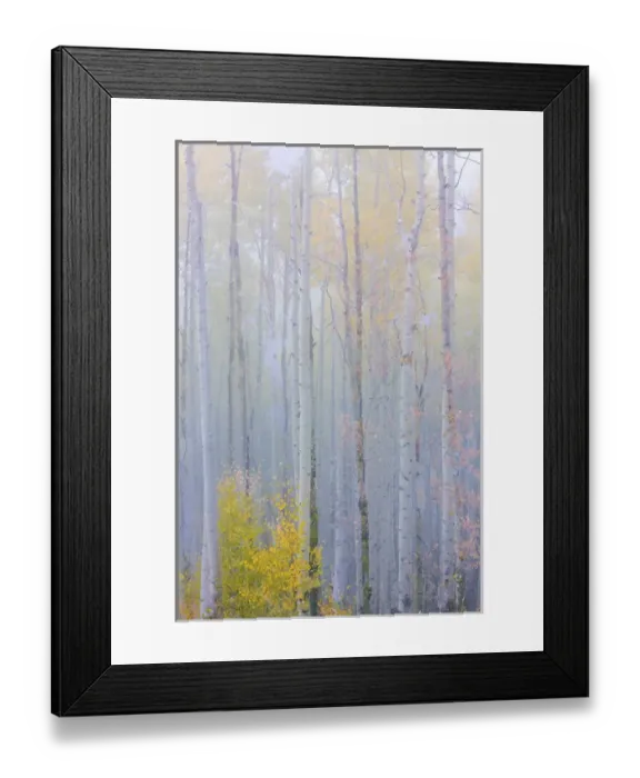 Framed Print : USA, Colorado, Grand Mesa. Composite of foggy aspen forest Framed Print : USA, Colorado, Grand Mesa. Composite of foggy aspen forest