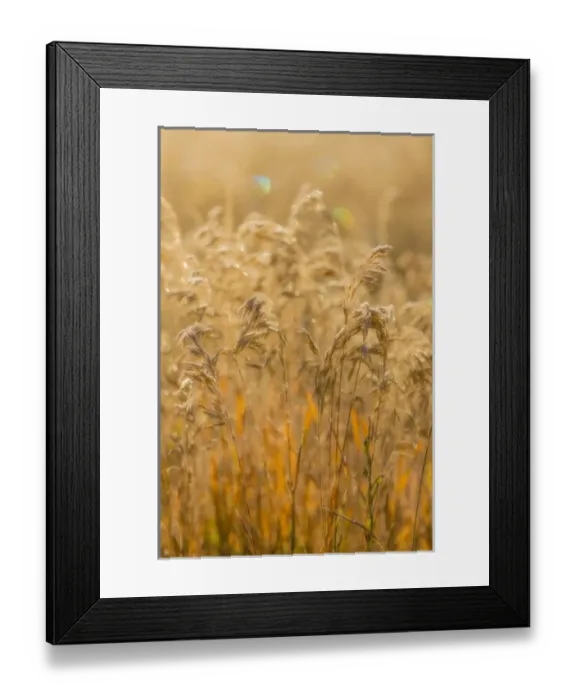 Framed Print : USA, Colorado, Gunnison National Park. Close-up of golden grasses