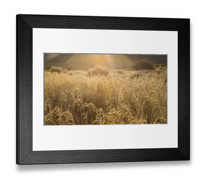 Framed Print : USA, Colorado. Sunlight on fall grasses. Credit as: Don Paulson / Jaynes Gallery / DanitaDelimont Framed Print : USA, Colorado. Sunlight on fall grasses. Credit as: Don Paulson / Jaynes Gallery / DanitaDelimont