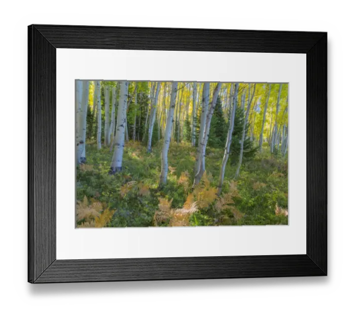 Framed Print : USA, Colorado. Scenic of aspen forest. Credit as: Don Paulson / Jaynes Gallery / DanitaDelimont Framed Print : USA, Colorado. Scenic of aspen forest. Credit as: Don Paulson / Jaynes Gallery / DanitaDelimont