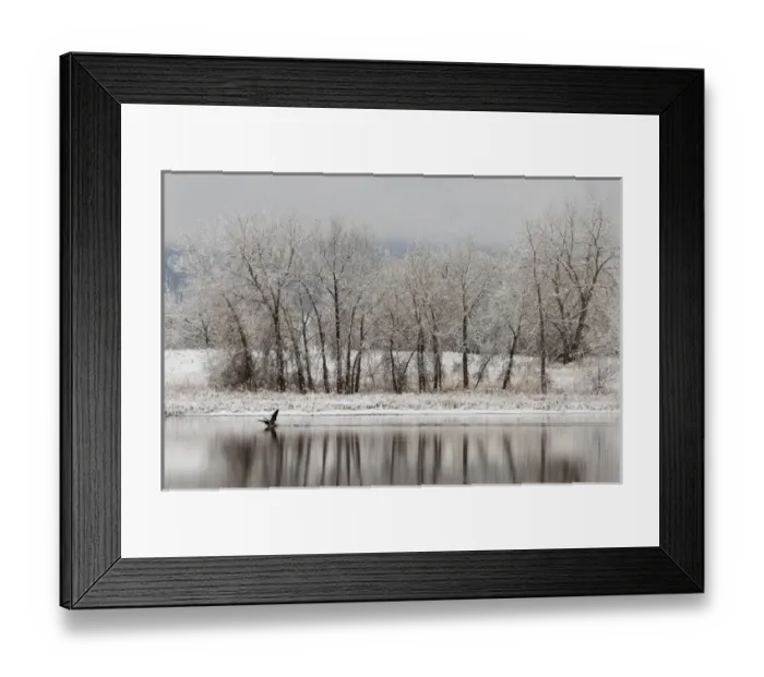 Framed Print : USA, Colorado, Boulder. Canadian geese taking flight from water Framed Print : USA, Colorado, Boulder. Canadian geese taking flight from water
