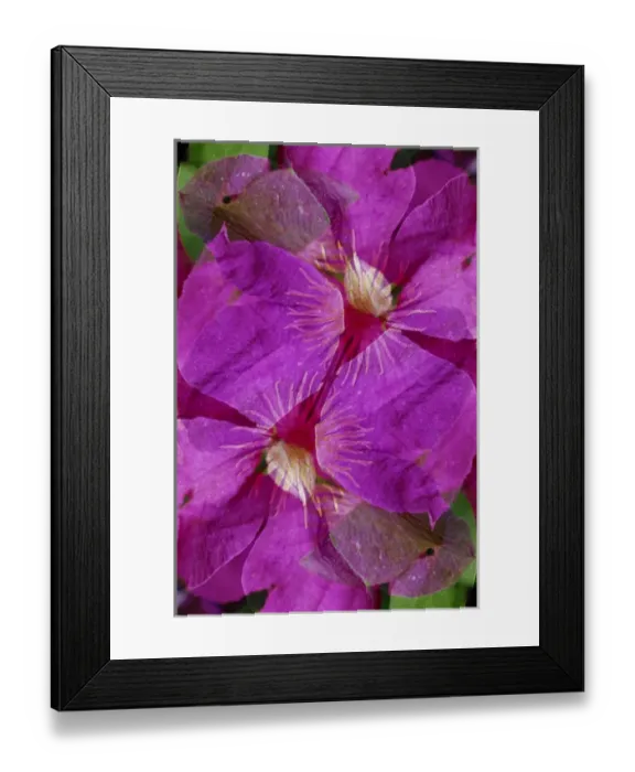 Framed Print : USA, Colorado, Boulder. Clematis flower montage Framed Print : USA, Colorado, Boulder. Clematis flower montage