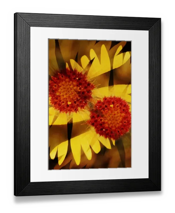 Framed Print : USA, Colorado, Boulder. Gaillardia flower montage Framed Print : USA, Colorado, Boulder. Gaillardia flower montage