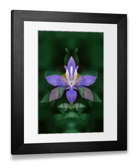 Framed Print : USA, Colorado, Boulder County. Colorado columbine flower montage