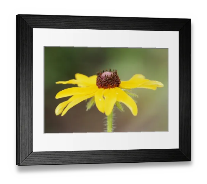 Framed Print : USA, Colorado, Boulder. Sunflower close-up. Credit as: Marie Bush  /  Jaynes Gallery  /  DanitaDelimont