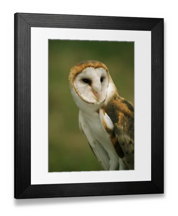 Framed Print : USA, Colorado, Broomfield. Barn owl at Birds of Prey Foundation Framed Print : USA, Colorado, Broomfield. Barn owl at Birds of Prey Foundation