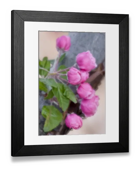 Framed Print : USA, Colorado, Lafayette. Crab apple blossom montage Framed Print : USA, Colorado, Lafayette. Crab apple blossom montage