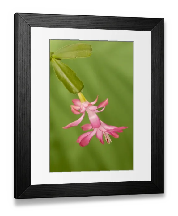 Framed Print : USA, Colorado, Lafayette. Christmas cactus flower close-up Framed Print : USA, Colorado, Lafayette. Christmas cactus flower close-up
