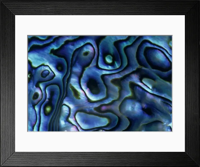 Framed Print : USA, Colorado, Lafayette. Abalone shell close-up