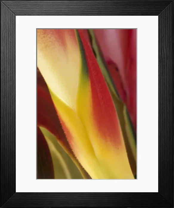 Framed Print : USA, Colorado, Lafayette, heliconia close-up Credit as: Marie Bush / Jaynes Gallery Framed Print : USA, Colorado, Lafayette, heliconia close-up Credit as: Marie Bush / Jaynes Gallery