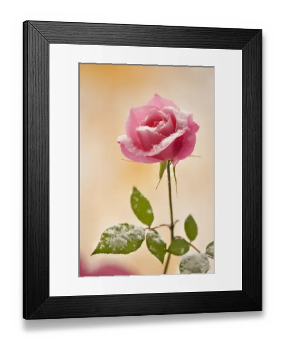 Framed Print : USA, Colorado, Lafayette. Snow flakes on pink rose Framed Print : USA, Colorado, Lafayette. Snow flakes on pink rose