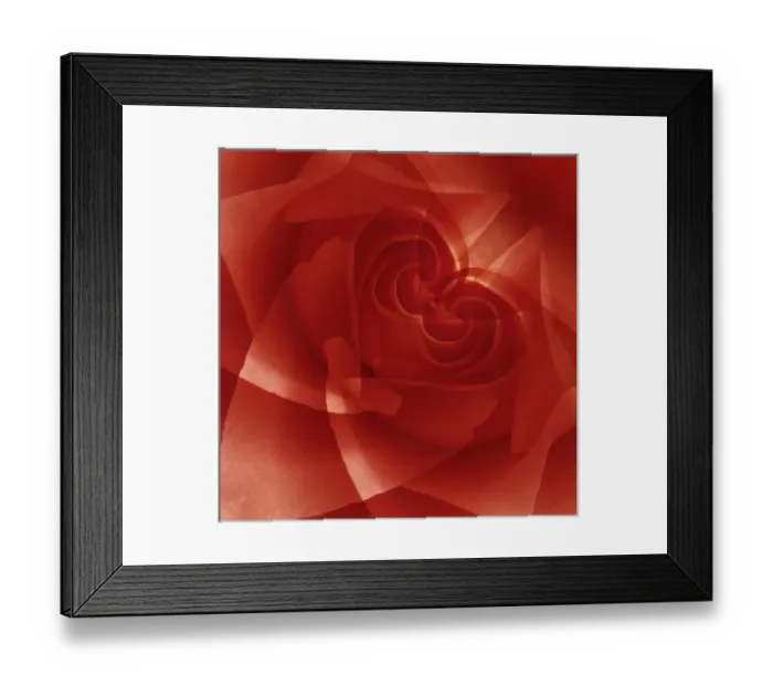 Framed Print : USA, Colorado, Lafayette. Red rose montage. Credit as: Marie Bush / Jaynes Gallery / DanitaDelimont Framed Print : USA, Colorado, Lafayette. Red rose montage. Credit as: Marie Bush / Jaynes Gallery / DanitaDelimont