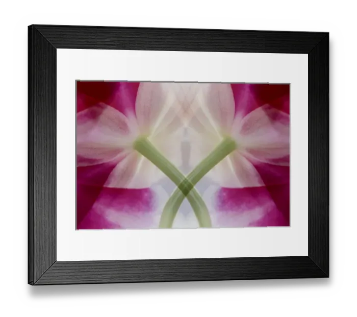 Framed Print : USA, Colorado, Lafayette. Orchid montage. Credit as: Marie Bush / Jaynes Gallery / DanitaDelimont Framed Print : USA, Colorado, Lafayette. Orchid montage. Credit as: Marie Bush / Jaynes Gallery / DanitaDelimont