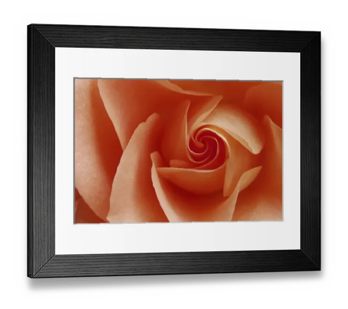 Framed Print : USA, Colorado, Lafayette. Peach rose close-up Framed Print : USA, Colorado, Lafayette. Peach rose close-up