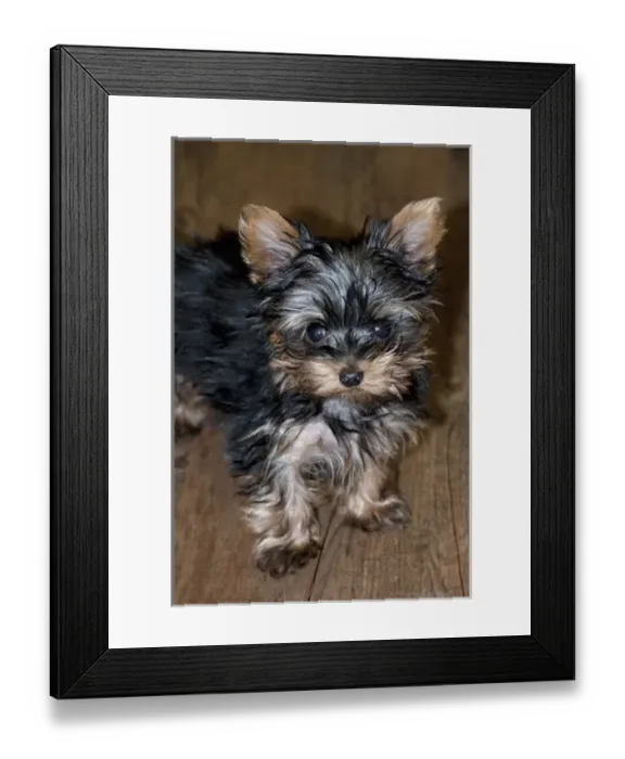 Framed Print : USA, Colorado, Longmont. Mixed breed puppy. Credit as: Marie Bush  /  Jaynes Gallery  /  DanitaDelimont