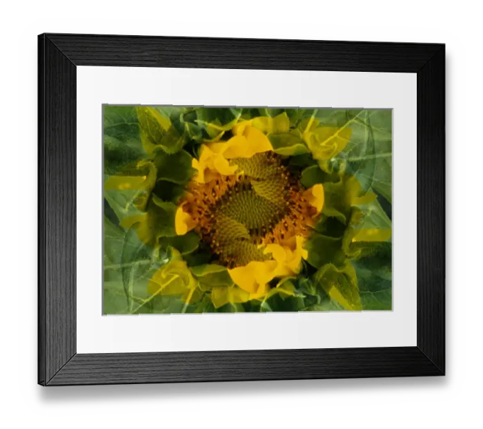 Framed Print : USA, Colorado, Lafayette. Sunflower montage