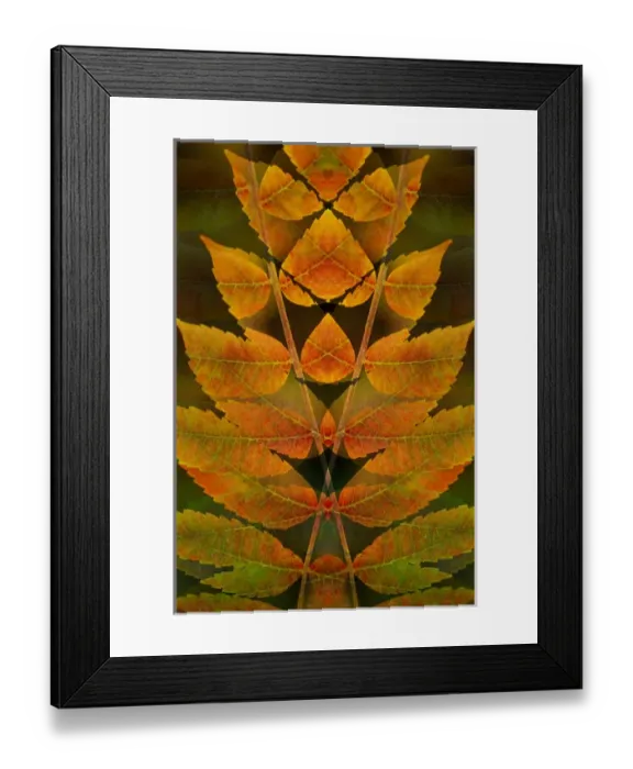 Framed Print : USA, Colorado, Lafayette. Autumn sumac montage Framed Print : USA, Colorado, Lafayette. Autumn sumac montage