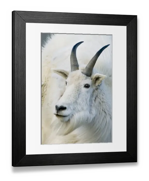 Framed Print : USA, Colorado, Mount Evans Recreation Area Framed Print : USA, Colorado, Mount Evans Recreation Area