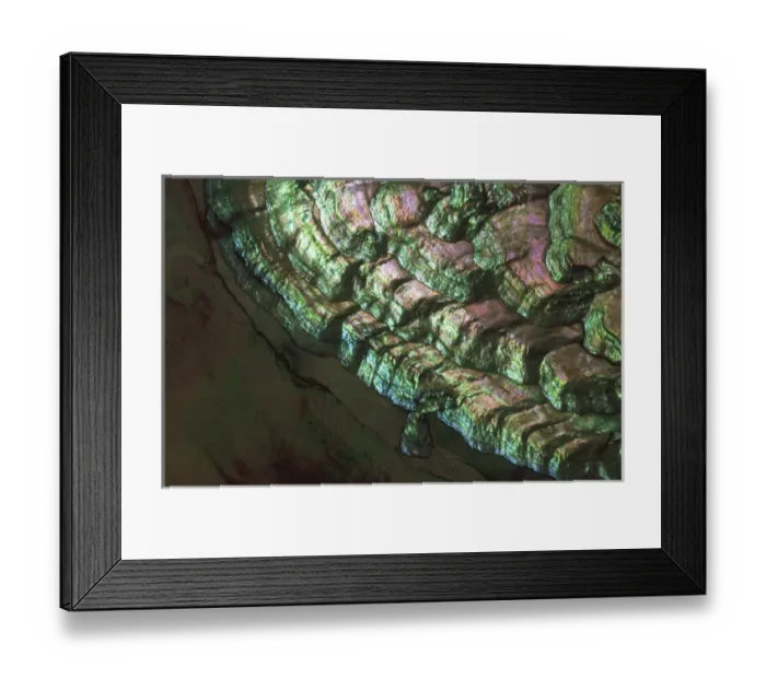 Framed Print : USA, Colorado, Lafayette. Abalone shell close-up Framed Print : USA, Colorado, Lafayette. Abalone shell close-up