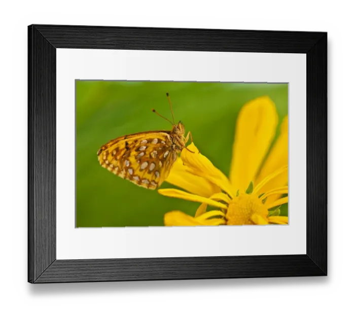 Framed Print : USA, Colorado. Skipper butterfly on sunflower Framed Print : USA, Colorado. Skipper butterfly on sunflower