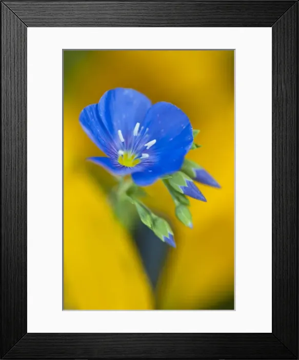 Framed Print : USA, Colorado. Close-up of cranesbill geranium wildflower in springtime